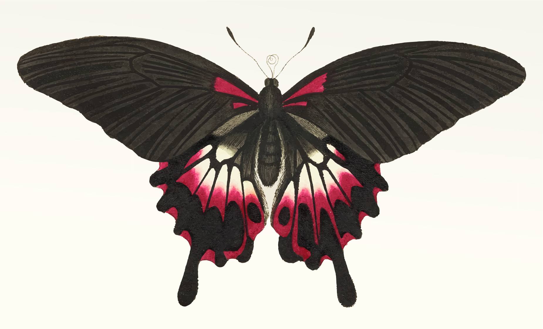 Butterfly Multi-Layer Decal original raster