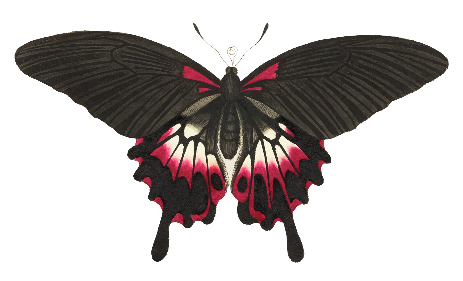 Butterfly Multi-Layer Decal cut-ready vector